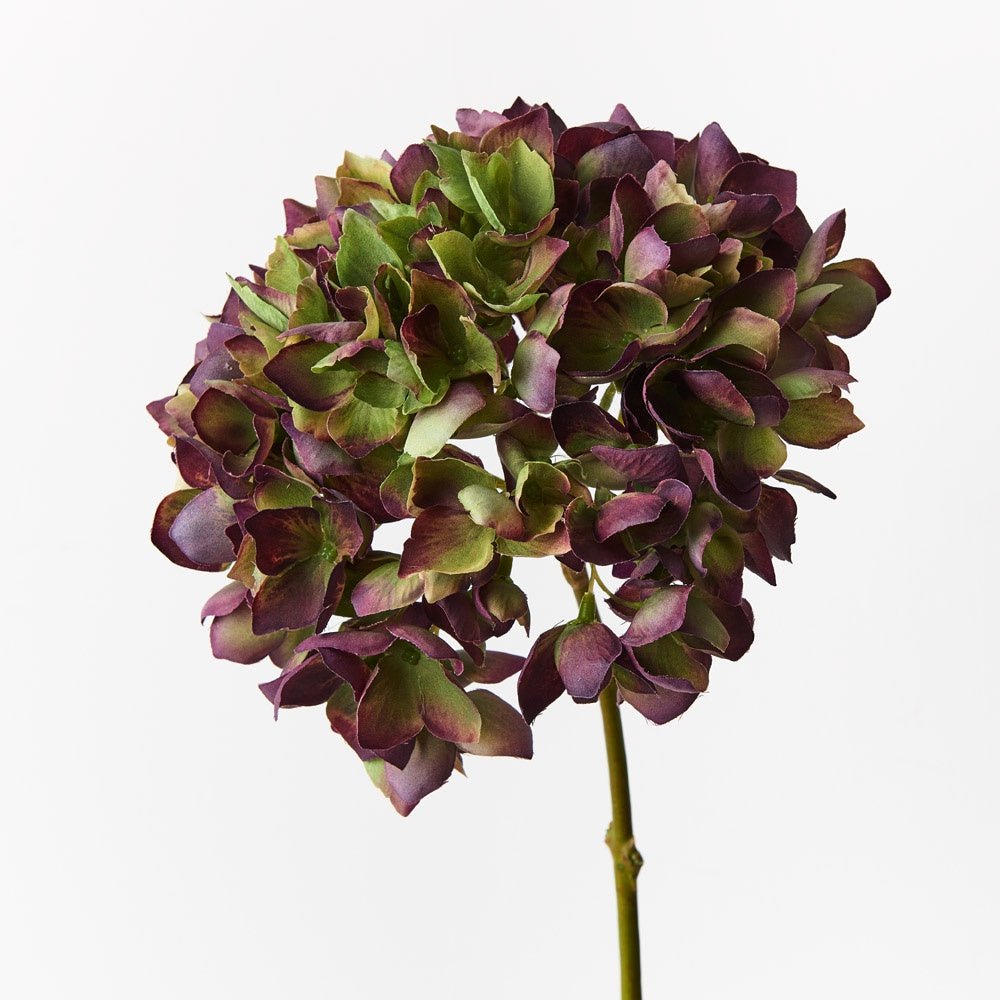 Buy Hydrangea-Green Burgundy by Floral Interiors - at White Doors & Co