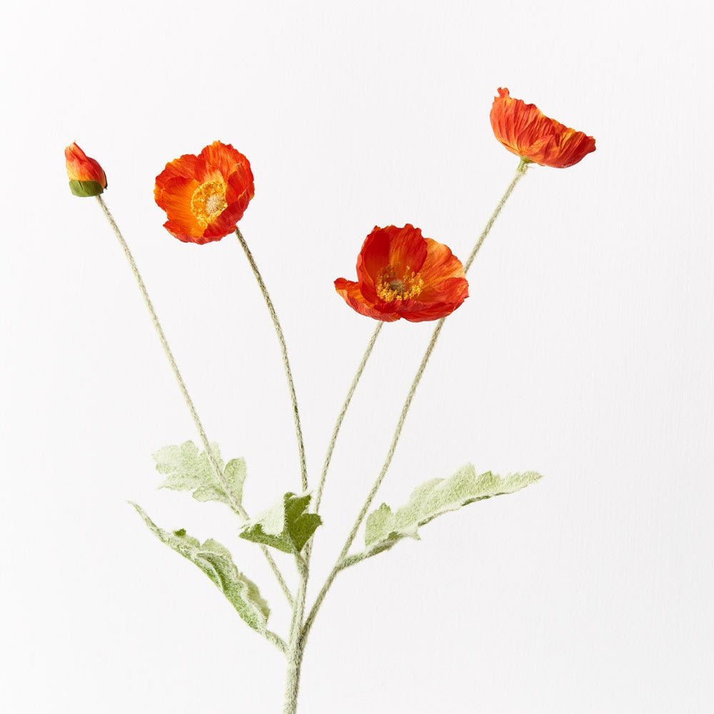 Buy Poppy Iceland Spray-Burnt Orange by Floral Interiors - at White Doors & Co
