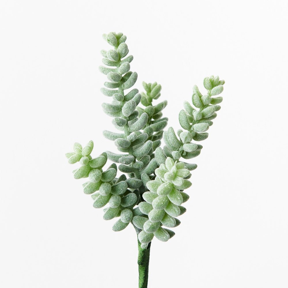 Buy Sedum Sandflower by Floral Interiors - at White Doors & Co